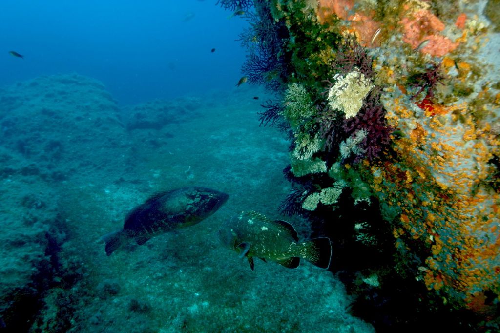 Maschi territoriali Epinephelus marginatus